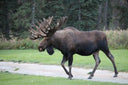 Alaska – frihed, guldgravere, laks og bjørne