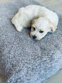 Hundeseng Siesta Teddy, en fluffy drøm!