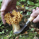 Opinel N'08 svampekniv, bøg, rustfri stål